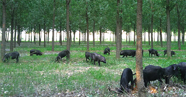 徒河黑豬養殖基地